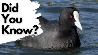 Things you need to know about COOTS!
