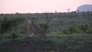 close call lion hunt kruger national  park