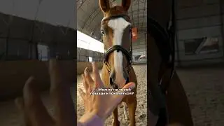Кивнула еще такая😎База? #лошади #equestrian #конкур #лошадь #horsejumping #лошадь #equestrianlife