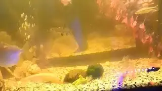 Аквариум