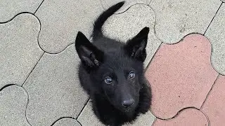 Воспитываю Ребёнка 🐕..