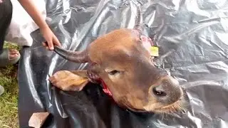 proses pemotongan daging sapi @Hanum313