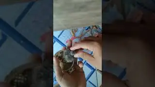 loloh burung anakan