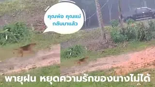 พายุฝน จะรุนแรงเท่าไร แต่ก็แพ้พ่ายให้กับนาง
