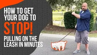 Leash Training- How to Stop Leash Pulling Immediately
