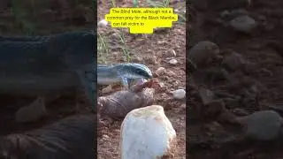 Black Mamba Hunting Blind Mole 