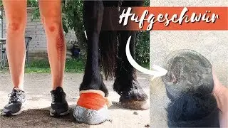 PILGRIM IS LAME | Diagnosis: HOOF ULCER | VLOG 15 | Pilsali