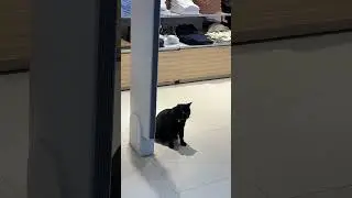 Cat in Venice Piazza