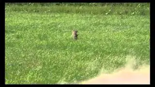 Woodchuck hit with Sam Yang 909