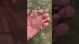 🌊❗️МЕДУЗЫ !!!ПРИМОРСК! АЗОВСКОЕ МОРЕ 2021/ КОРНЕРОТ/НАХОДКА В МОРЕ !