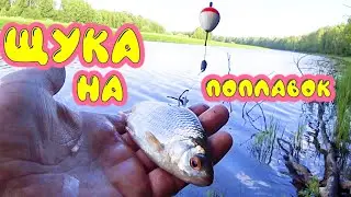 Pike fishing with live bait. It ate the float and is biting the rod. This is the float fishing of...
