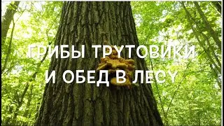Грибы трутовики и обед в лесу