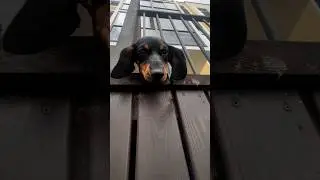 Вот такие горы #funny #funnyvideo #animals #funnydogs #dog #funnydog #smile #dogs