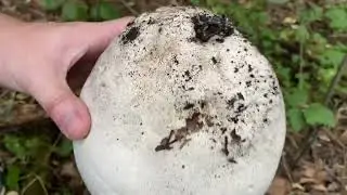 MAITAKE MUSHROOM HUNTING (hen of the woods)