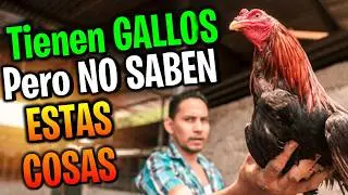 Los que Crian Gallos NO SABEN ESTAS COSAS - SORPRENDENTE