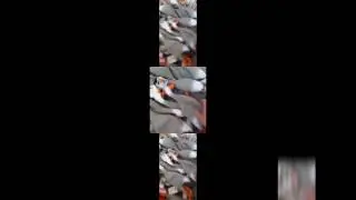 Duck Army Scan