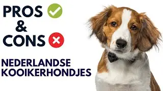Nederlandse Kooikerhondjes Pros and Cons | Nederlandse Kooikerhondjes Advantages and Disadvantages