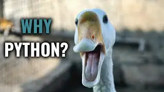 Why Learn Python? 8 Reasons That Made Me Take the Plunge