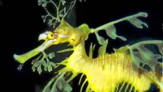 Name That Species #4