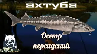 рр4 АХТУБА ОСЕТР ПЕРСИДСКИЙ Русская Рыбалка 4/AKHTUBA PERSIAN STURGEON Russian Fishing 4