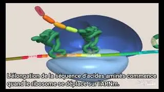 Traduction de l'ARN messager en protéine (animation 3d).