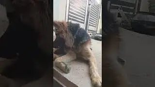 my cute betu #germanshepred #doglover #shortsfeed #dogowner #labrador #viral #youtubeshort
