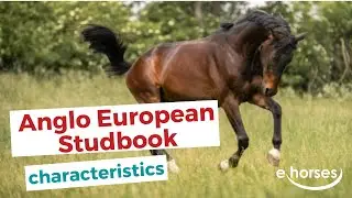 Anglo European Studbook horse | characteristics, origin & disciplines