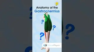 Gastrocnemius Anatomy 