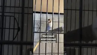 Масковый неразлучник 🙃