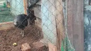 Мои индюки. Расчет содержания.