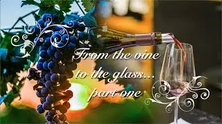 From the Vine to the Glass Part One: The Harvest