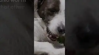 can dog eat onion? What Expert Say #shorts