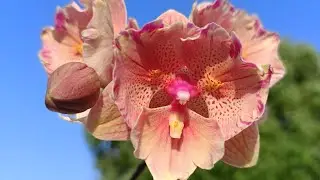 Орхидея Phal. Cherry Blossom