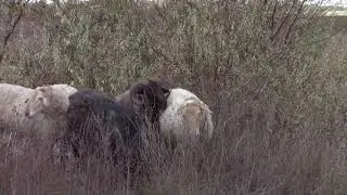 Овцы на природе