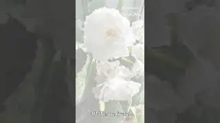 #Глоксиния НГ-Белые Снеги