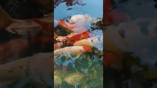 Привет из осени🍁. Цветы, ноябрь и рыбки-котики. Одесса. Роща на 411й. 2.11.24