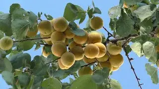 мега-урожай (01.07.24) ремонт 8