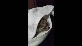 Grumpy hedgehog huffing under a towel - #shorts