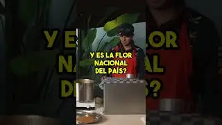 MAX VERSTAPPEN le pregunta a CHECO PEREZ cuál es la flor nacional 🌷de Países Bajos 🇳🇱