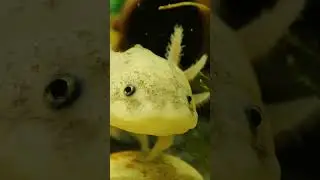 Амбистома