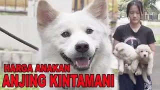 HARGA ANAK ANJING KINTAMANI CHECK