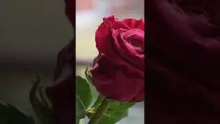 rose day status no copyright