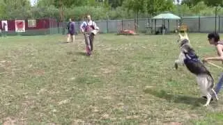 Дарка рукав*