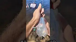A clever bottle trap for fish 😮🔥🎣