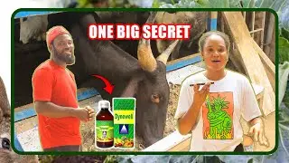😱One big se'c'ret many cow farmers wont disclose…....