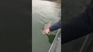 Кижуч река Камчатка. 