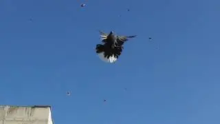 Nikolaev pigeons. Ternovka 73.