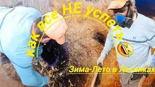 ВЕСНА, ДЕРЕВНЯ И РАБОТА ДЛЯ ДУШИ. . ПРЕСЕЧЕН ПОБЕГ СВИНКИ.