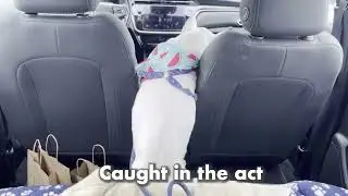 Caught in the ACT