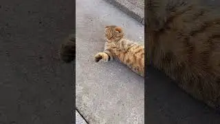 Как отдыхают леди))Прям на дороге